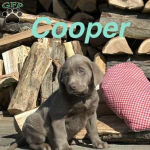 Cooper, Silver Labrador Retriever Puppy